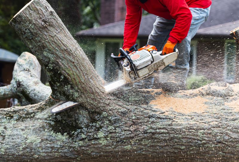 Tree Cutting and Removal