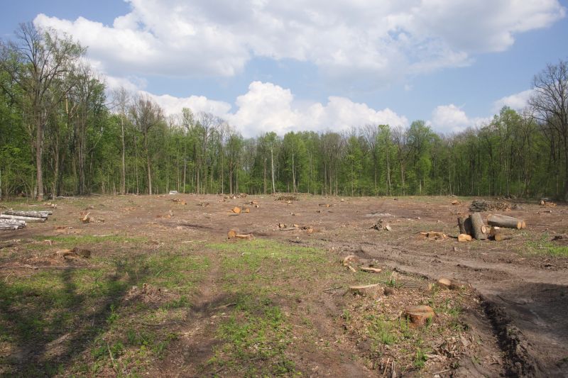 Land Clearing Process