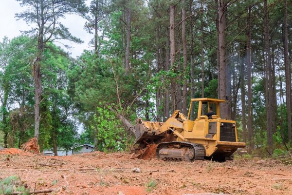 Trees Clearing in Bremerton