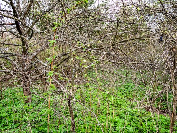 Underbrush Clearing in Bremerton