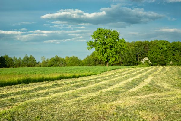 Cost of Vegetation Removal in Bremerton