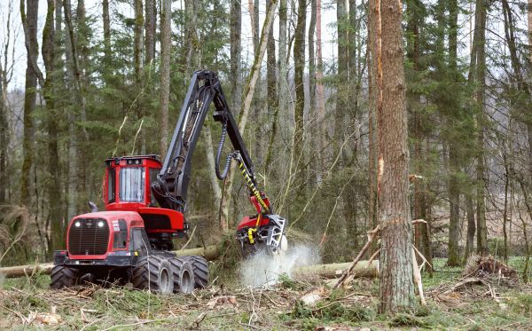 Cost of Forest Clearance Service in Bremerton