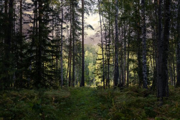 Cost of Pine Tree Clearing in Bremerton
