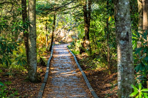 Cost of Trail Clearing in Bremerton
