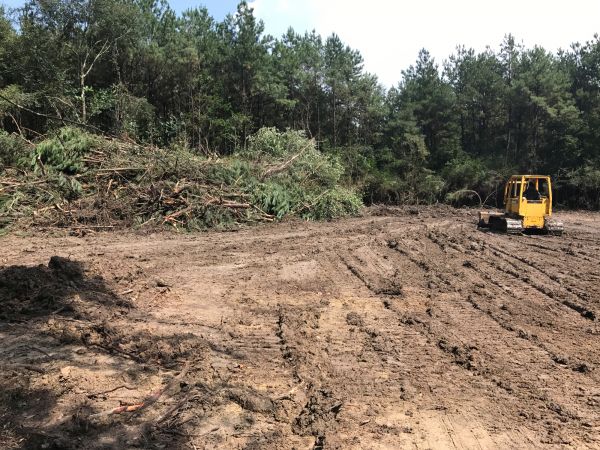 Cost of Thicket Clearing in Bremerton